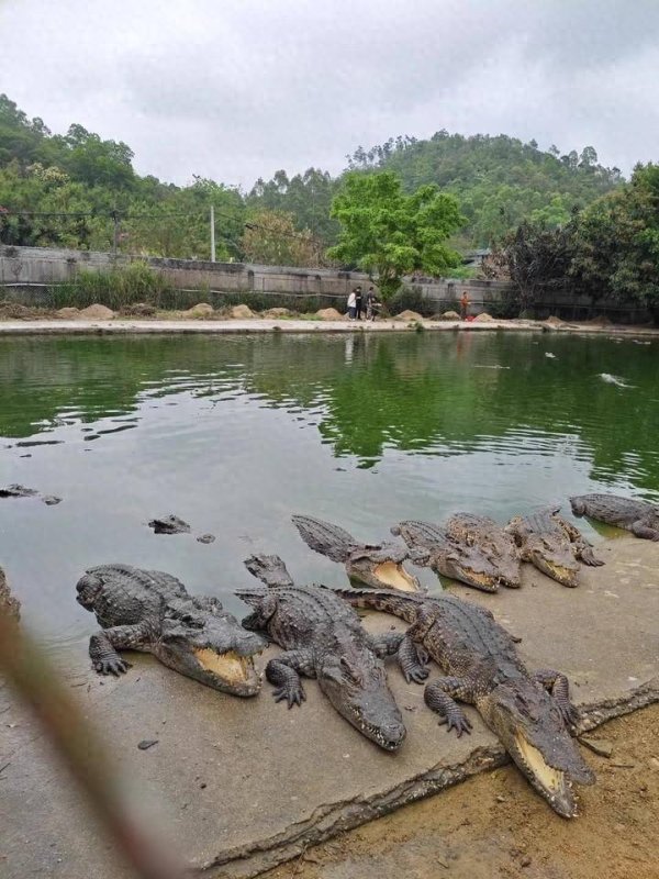 兆富配资 2500斤鳄鱼被法拍，最重一只超千斤！“需自行负责抓捕”，不适宜电击